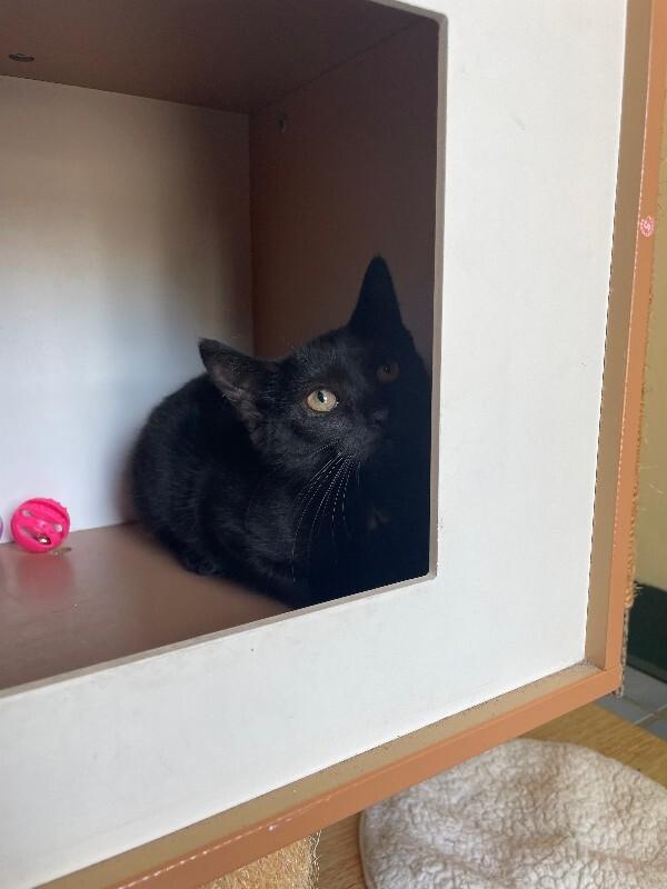 Black Pepper, a Adoptable Domestic Short Hair in Cortland, NY image 4/6