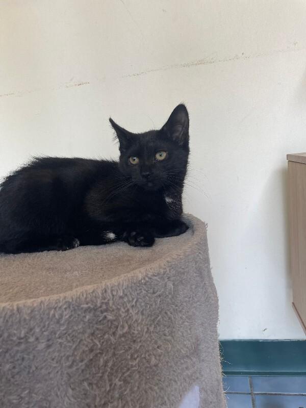Black Pepper, a Adoptable Domestic Short Hair in Cortland, NY image 5/6
