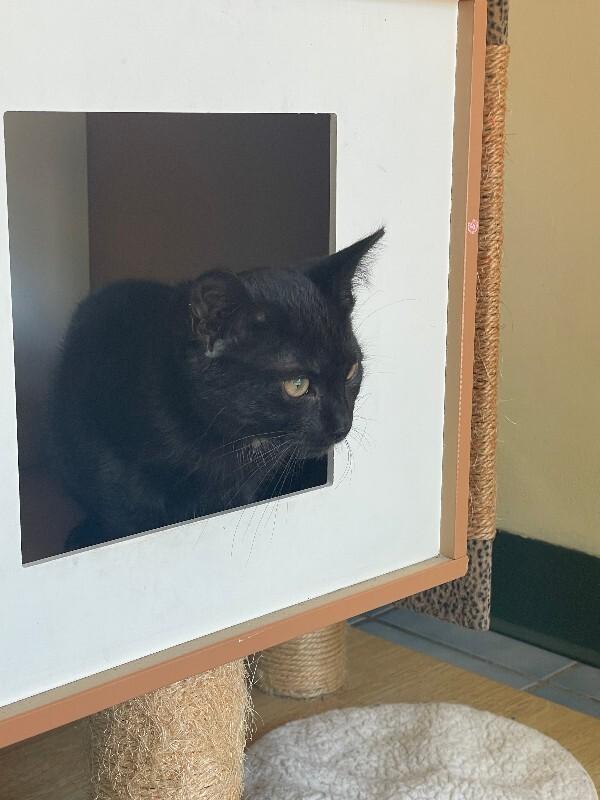 Black Pepper, a Adoptable Domestic Short Hair in Cortland, NY image 6/6