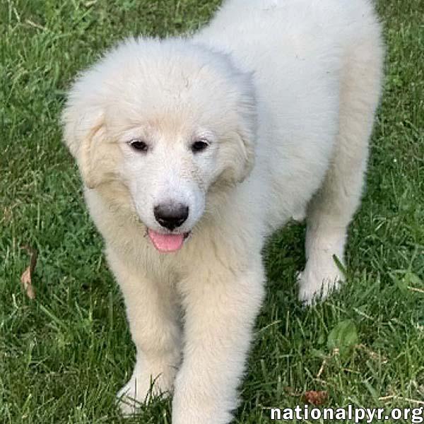 Marshmallow in OH - Loves To Play In The Water, Adopted, Puppy Male Great Pyrenees.