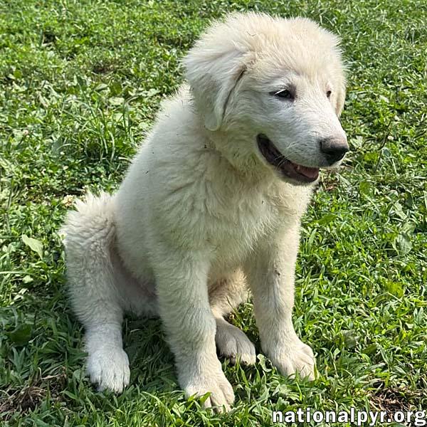 Enlarge Marshmallow in OH - Loves To Play In The Water, a Adopted Great Pyrenees in Bellevue, OH image 2/4