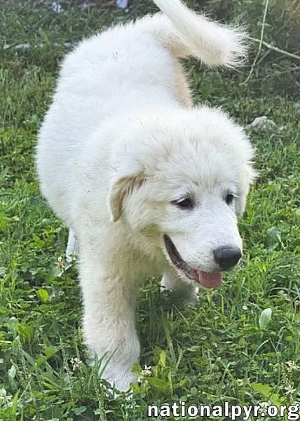 Enlarge Marshmallow in OH - Loves To Play In The Water, a Adopted Great Pyrenees in Bellevue, OH image 3/4