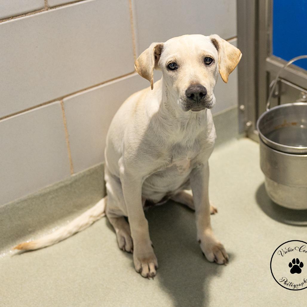 Snowball, Adoptable, Puppy Female Australian Cattle Dog / Blue Heeler & Labrador Retriever.