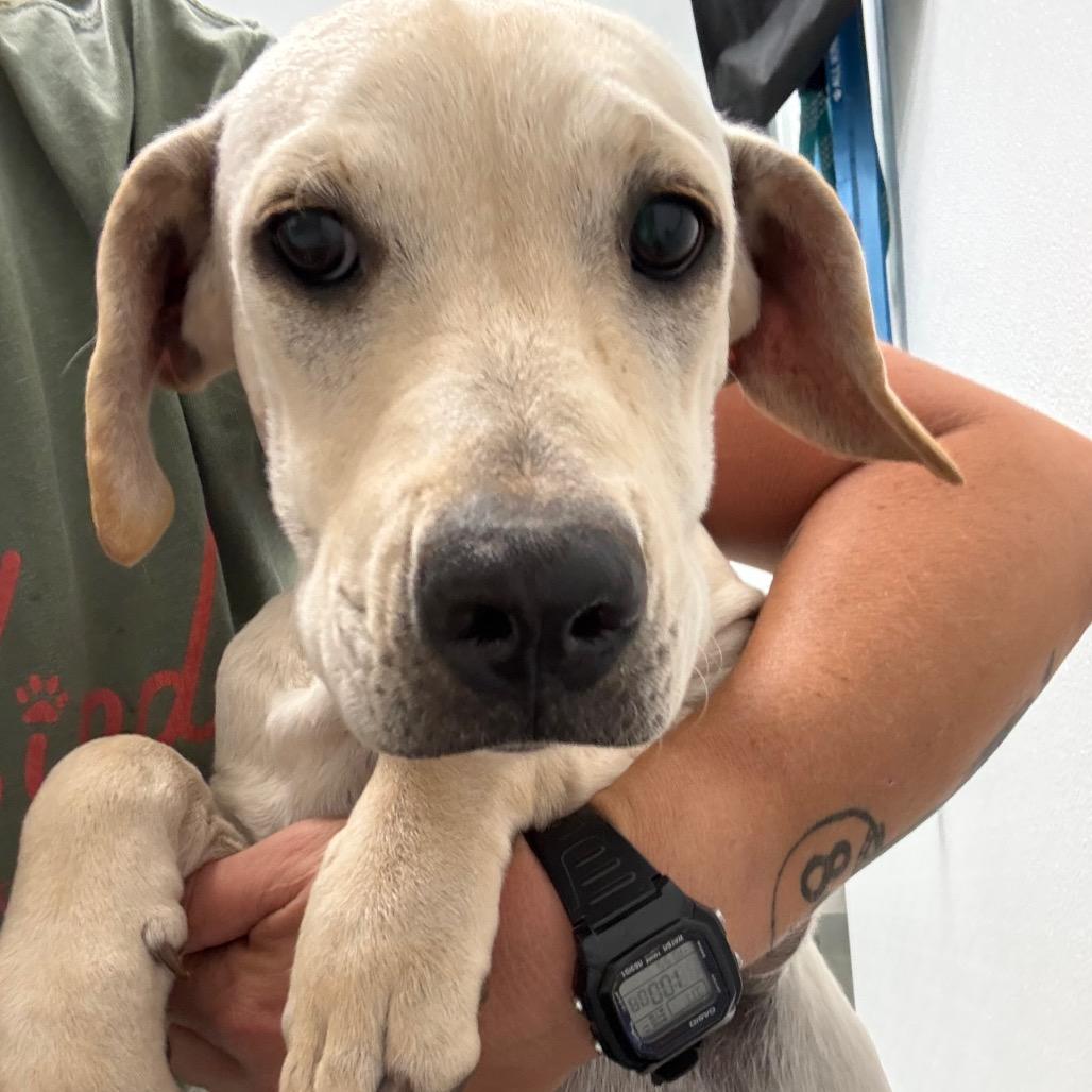 Enlarge Snowball, a Adoptable mixed breed in Abilene, TX image 2/2