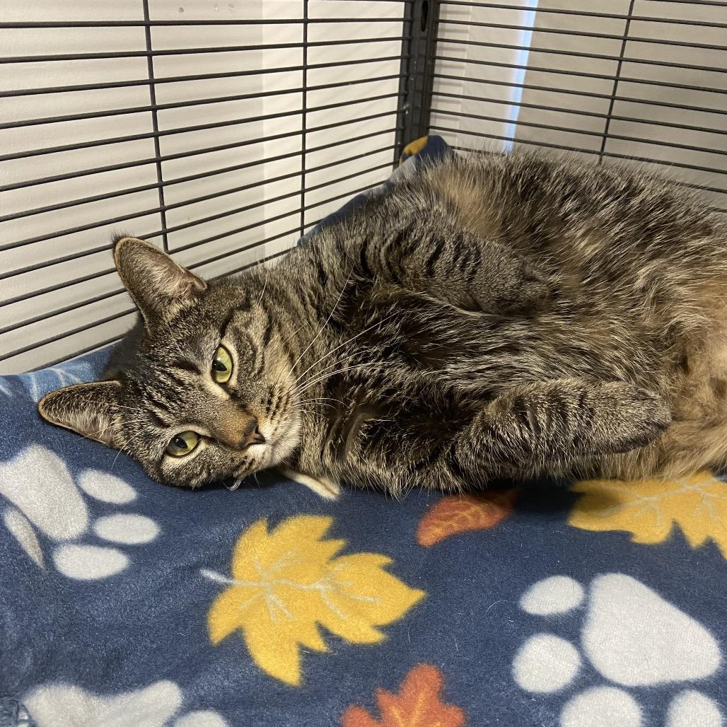 Cosette, Adoptable, Adult Female Domestic Short Hair & Domestic Short Hair.