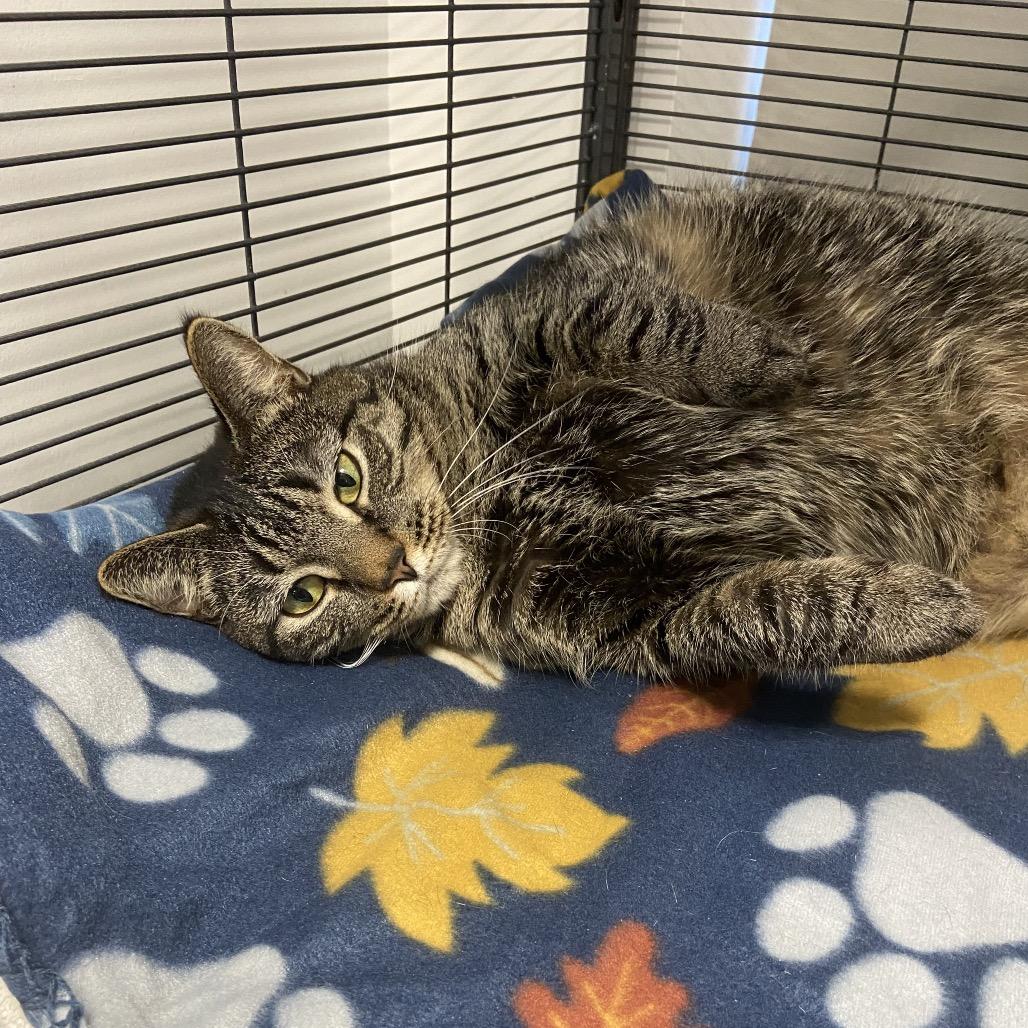 Enlarge Cosette, a Adoptable mixed breed in Binghamton, NY image 2/2