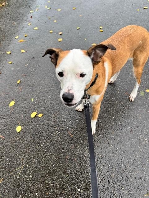 Laika, a Adoptable mixed breed in Puyallup, WA image 1/3