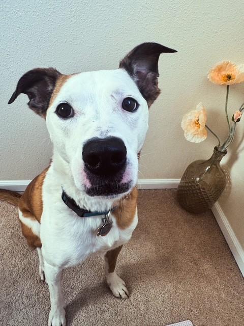 Laika, a Adoptable mixed breed in Puyallup, WA image 2/3