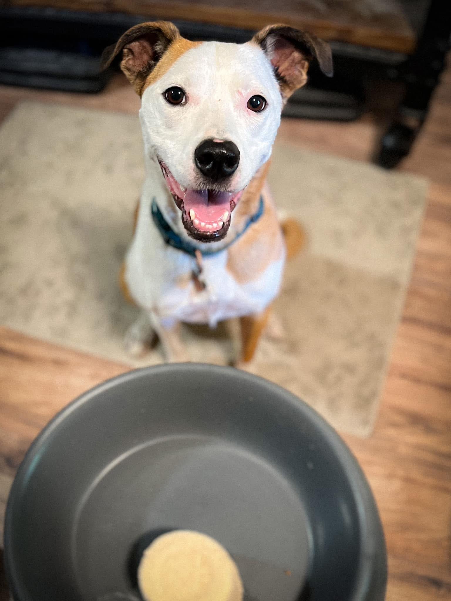 Laika, a Adoptable mixed breed in Puyallup, WA image 3/3