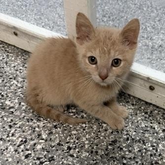 Chicken Nugget, an adopted Domestic Short Hair in Bryan, OH image 1/2