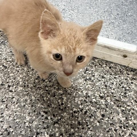 Chicken Nugget, an adopted Domestic Short Hair in Bryan, OH image 2/2