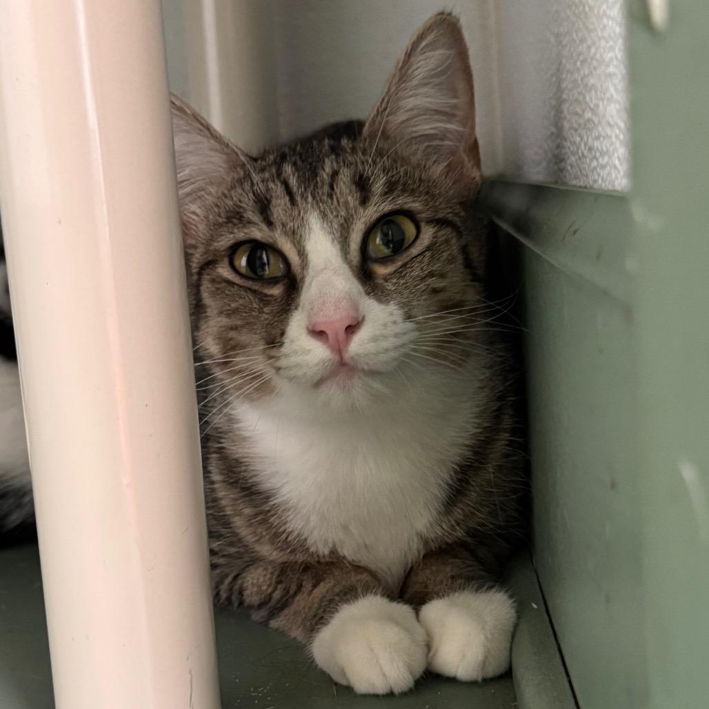 Enlarge Alani, a Adoptable Domestic Short Hair in Decatur, GA image 2/6
