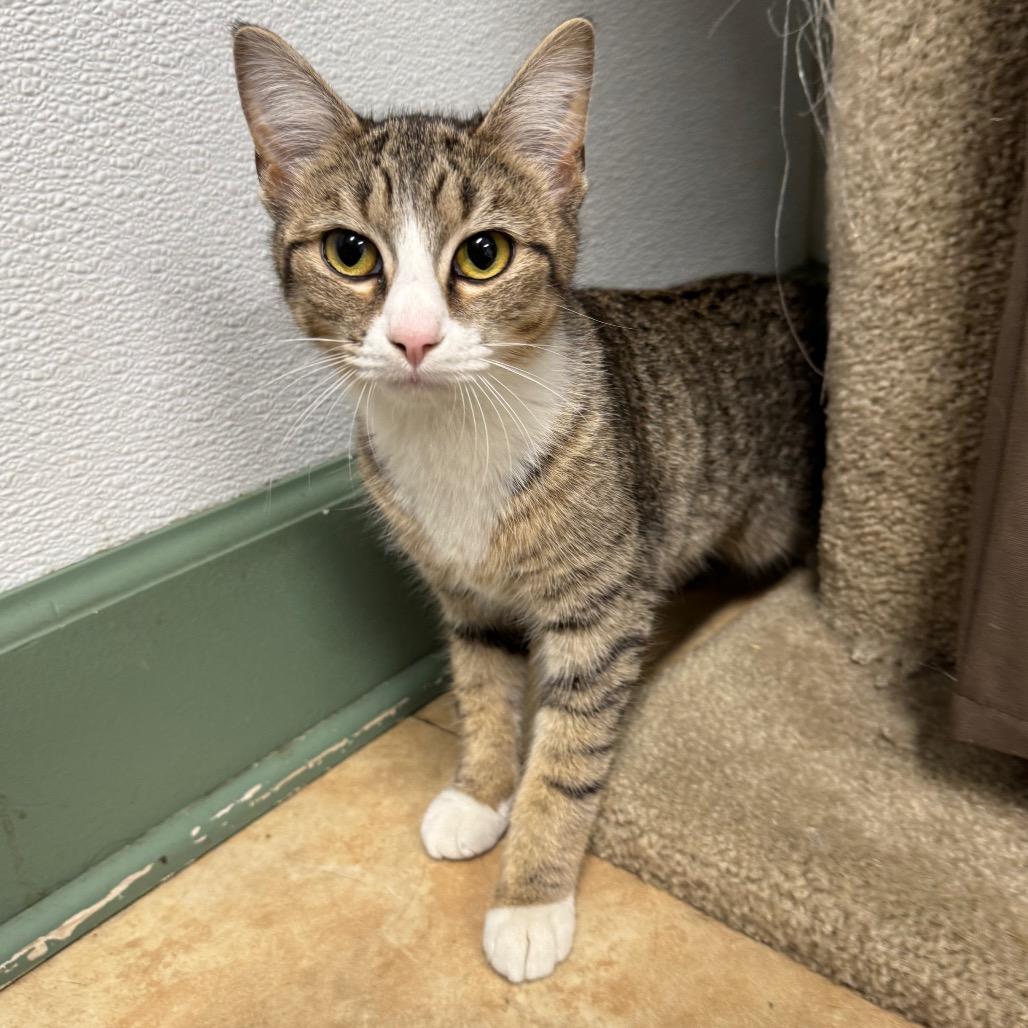 Enlarge Alani, a Adoptable Domestic Short Hair in Decatur, GA image 3/6