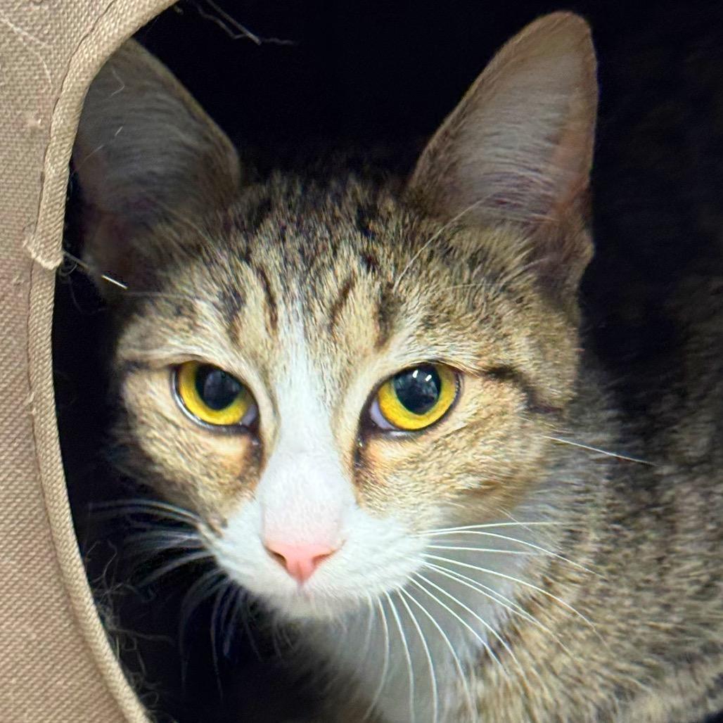 Enlarge Alani, a Adoptable Domestic Short Hair in Decatur, GA image 4/6