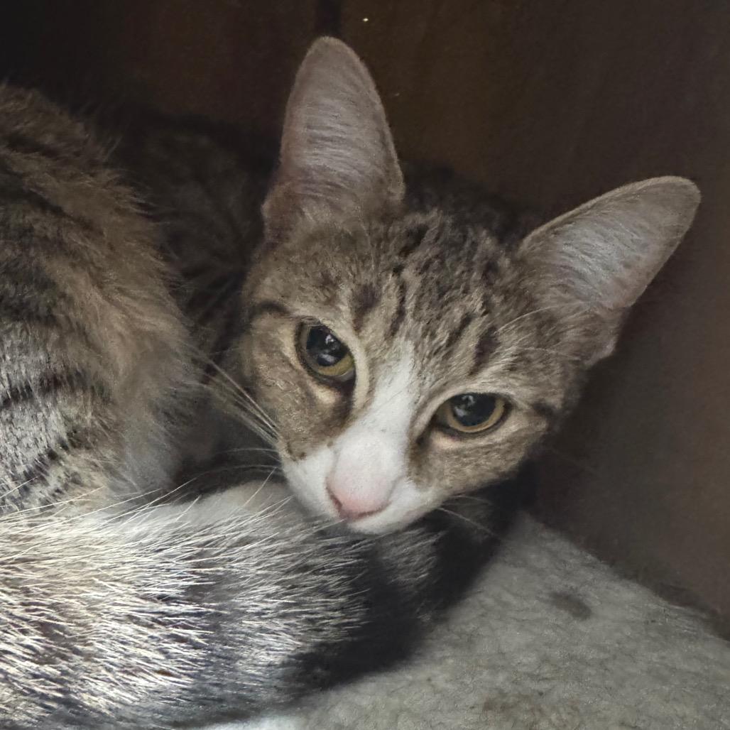 Enlarge Alani, a Adoptable Domestic Short Hair in Decatur, GA image 5/6