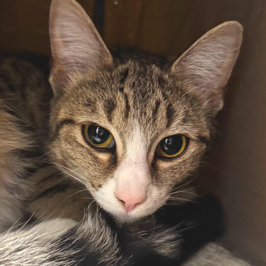 Enlarge Alani, a Adoptable Domestic Short Hair in Decatur, GA image 6/6