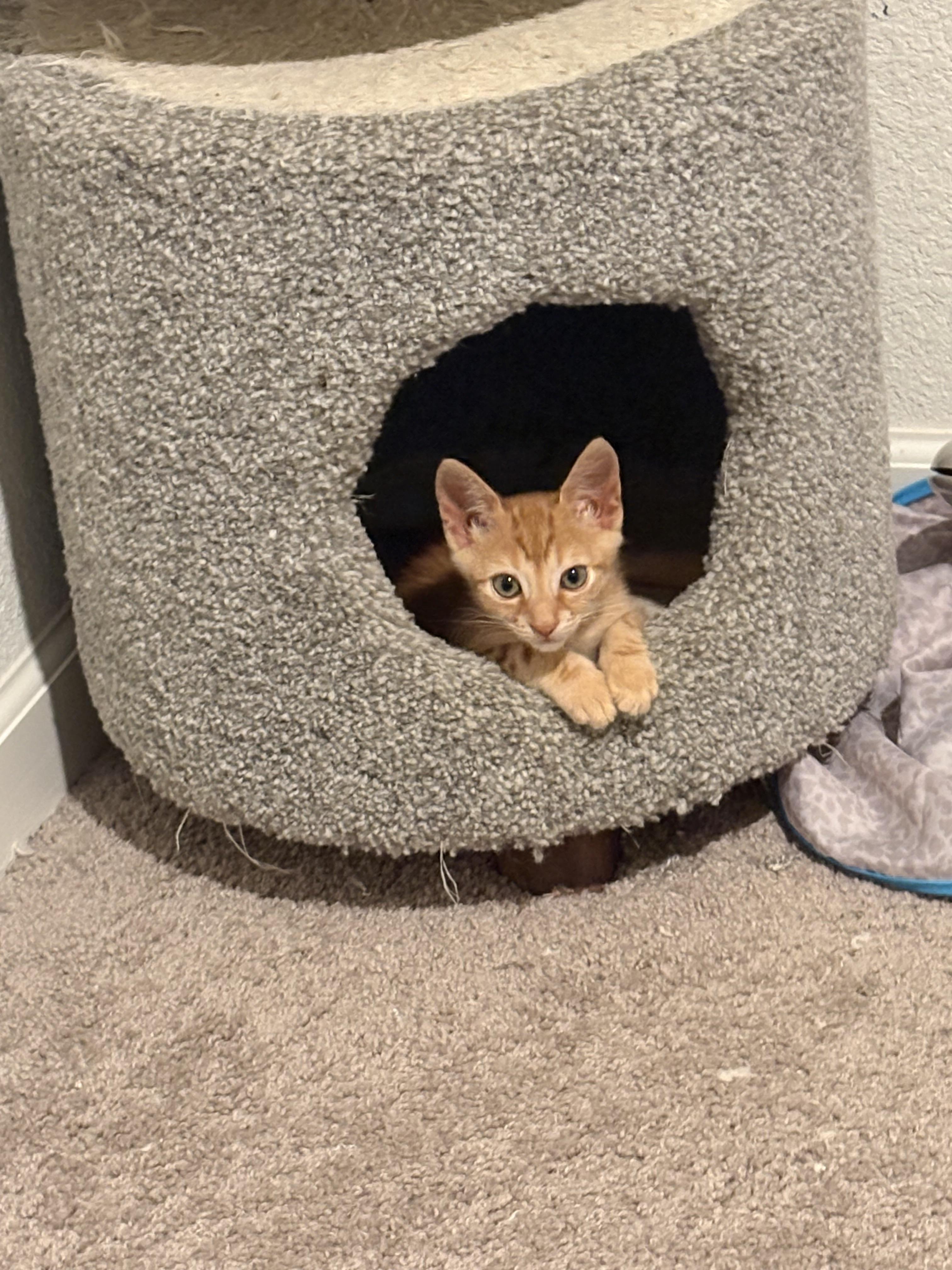 Enlarge Pokey, a Adopted Domestic Short Hair in Tracy, CA image 1/5