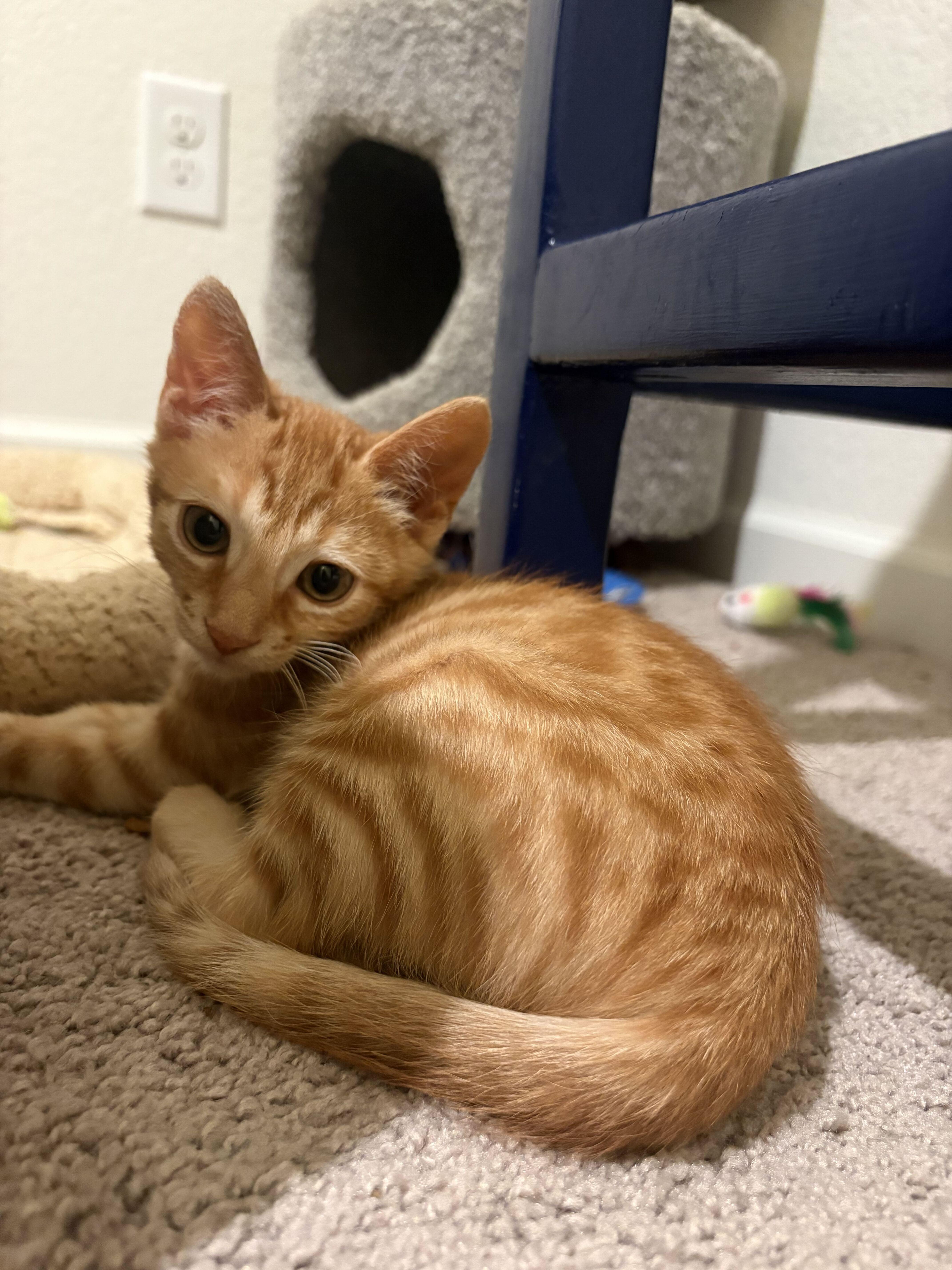 Enlarge Pokey, a Adopted Domestic Short Hair in Tracy, CA image 2/5