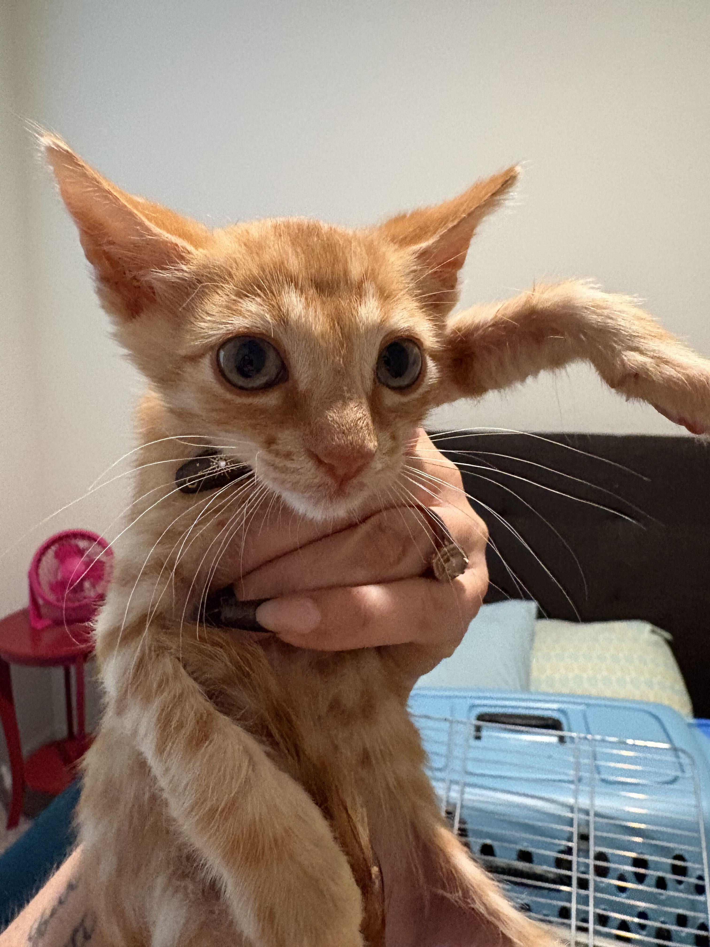 Enlarge Pokey, a Adopted Domestic Short Hair in Tracy, CA image 3/5