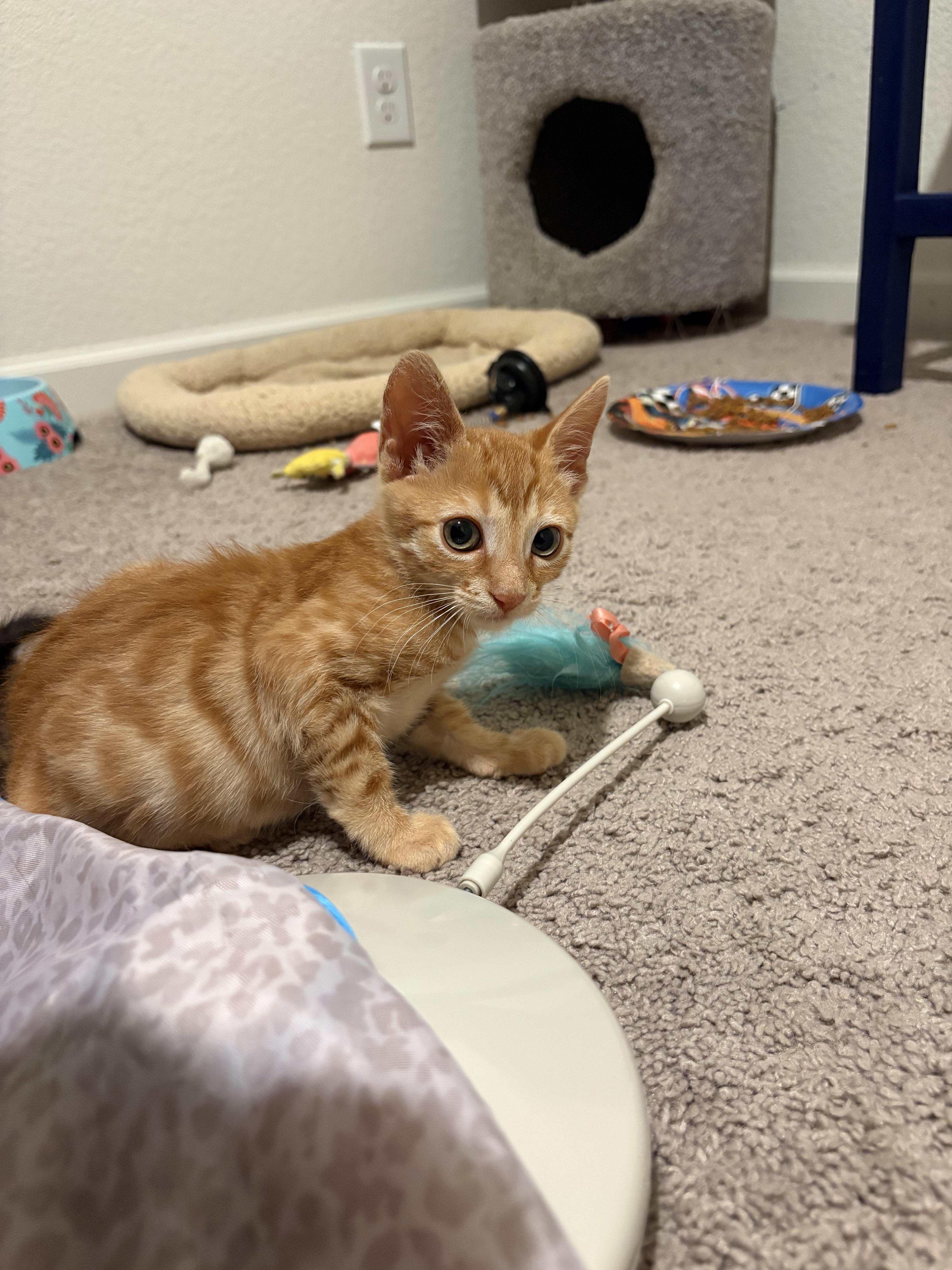 Enlarge Pokey, a Adopted Domestic Short Hair in Tracy, CA image 4/5