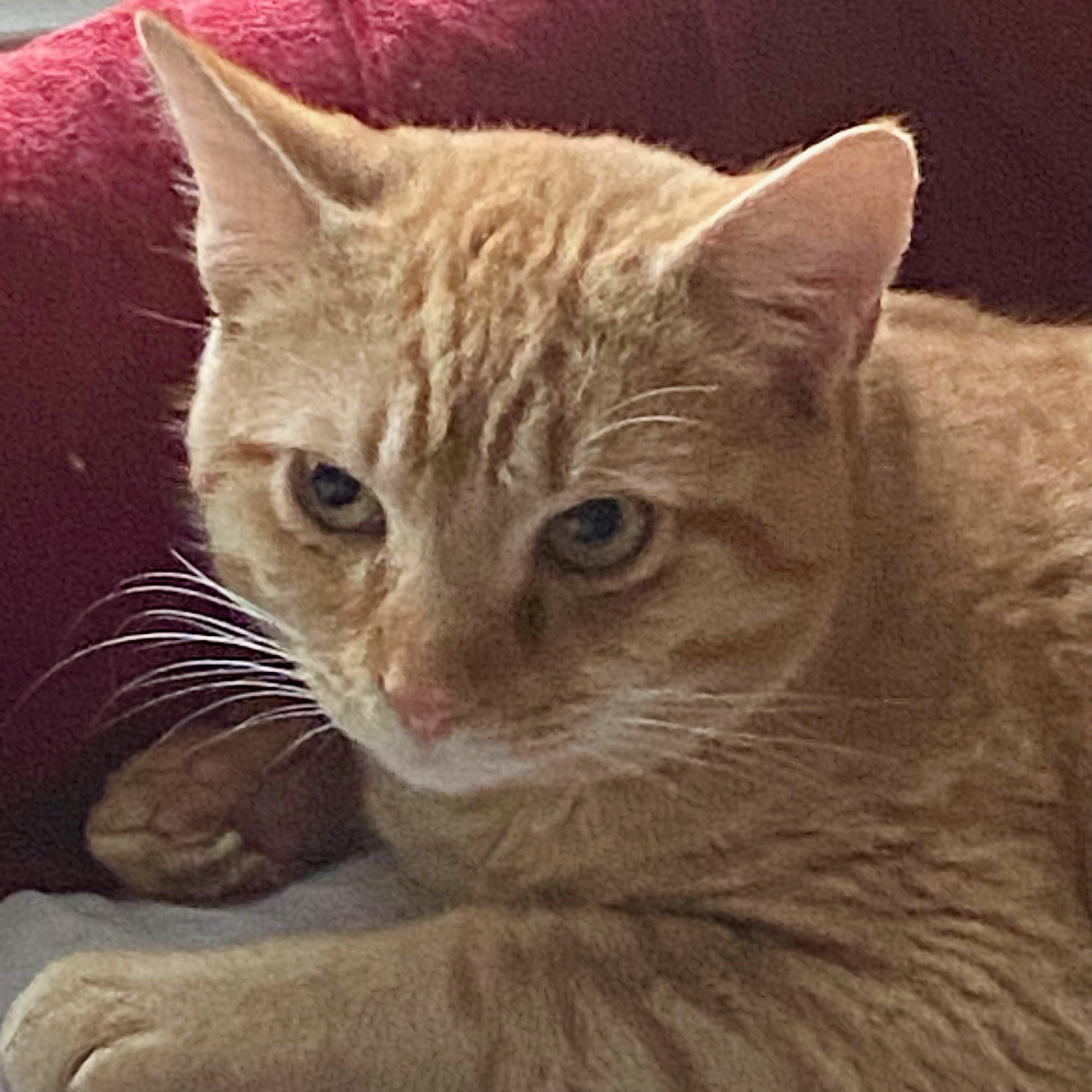 Slurpie, Adult Male Domestic Short Hair