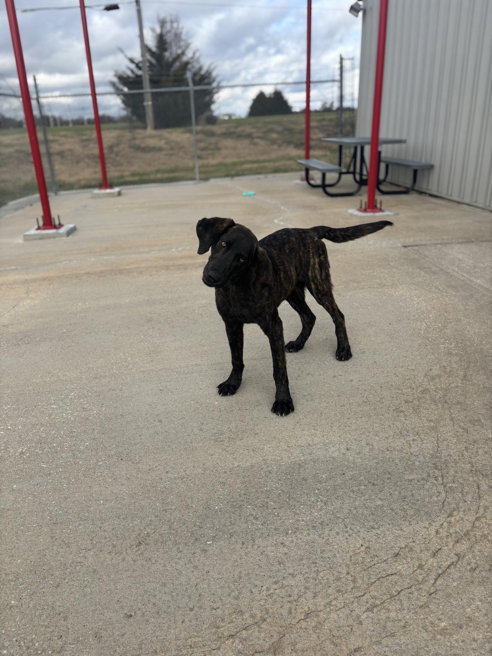 Enlarge Clifford, a Adoptable mixed breed in Harrisonville, MO image 1/1