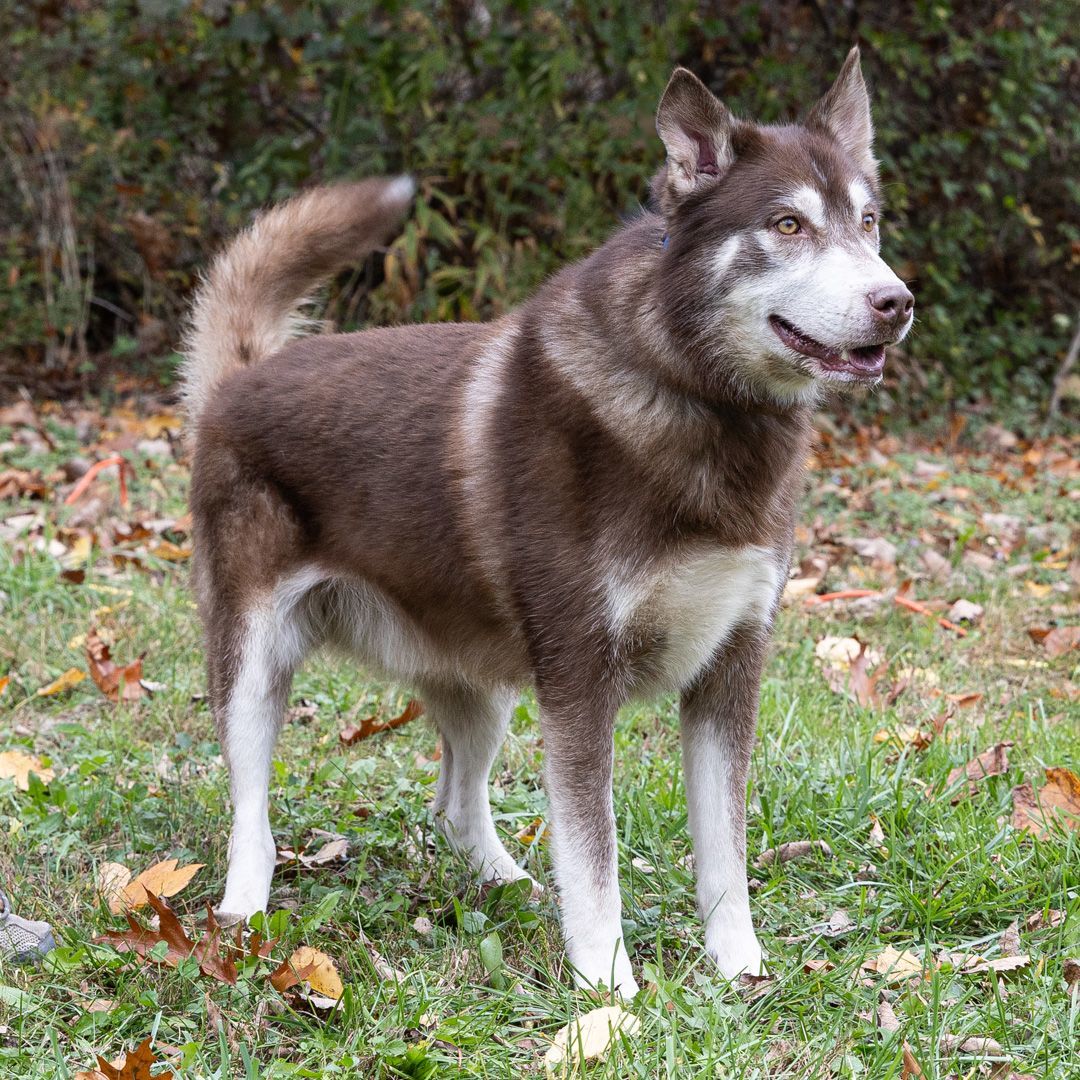 Lurch, Young Male unknown