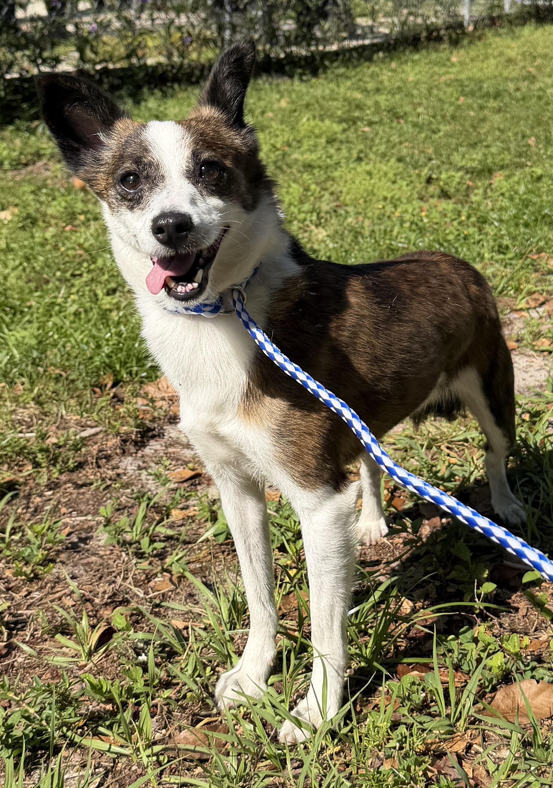 Olivia 9241, adoptable, Adult Female Chihuahua.