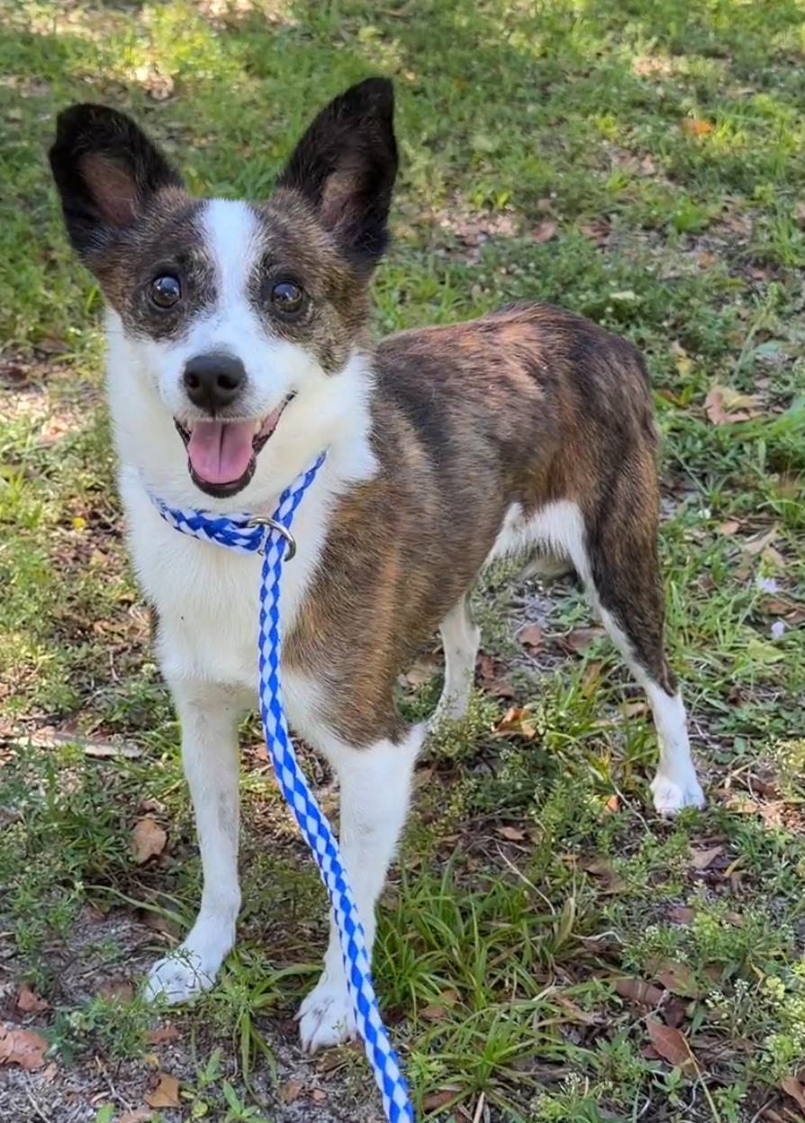 Enlarge Olivia 9241, an adoptable mixed breed in Boca Raton, FL image 2/2