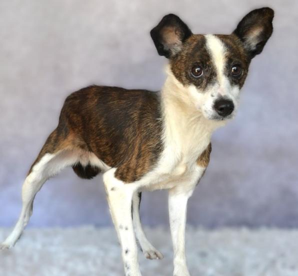 Enlarge Olivia 9241, an adoptable mixed breed in Boca Raton, FL image 1/2