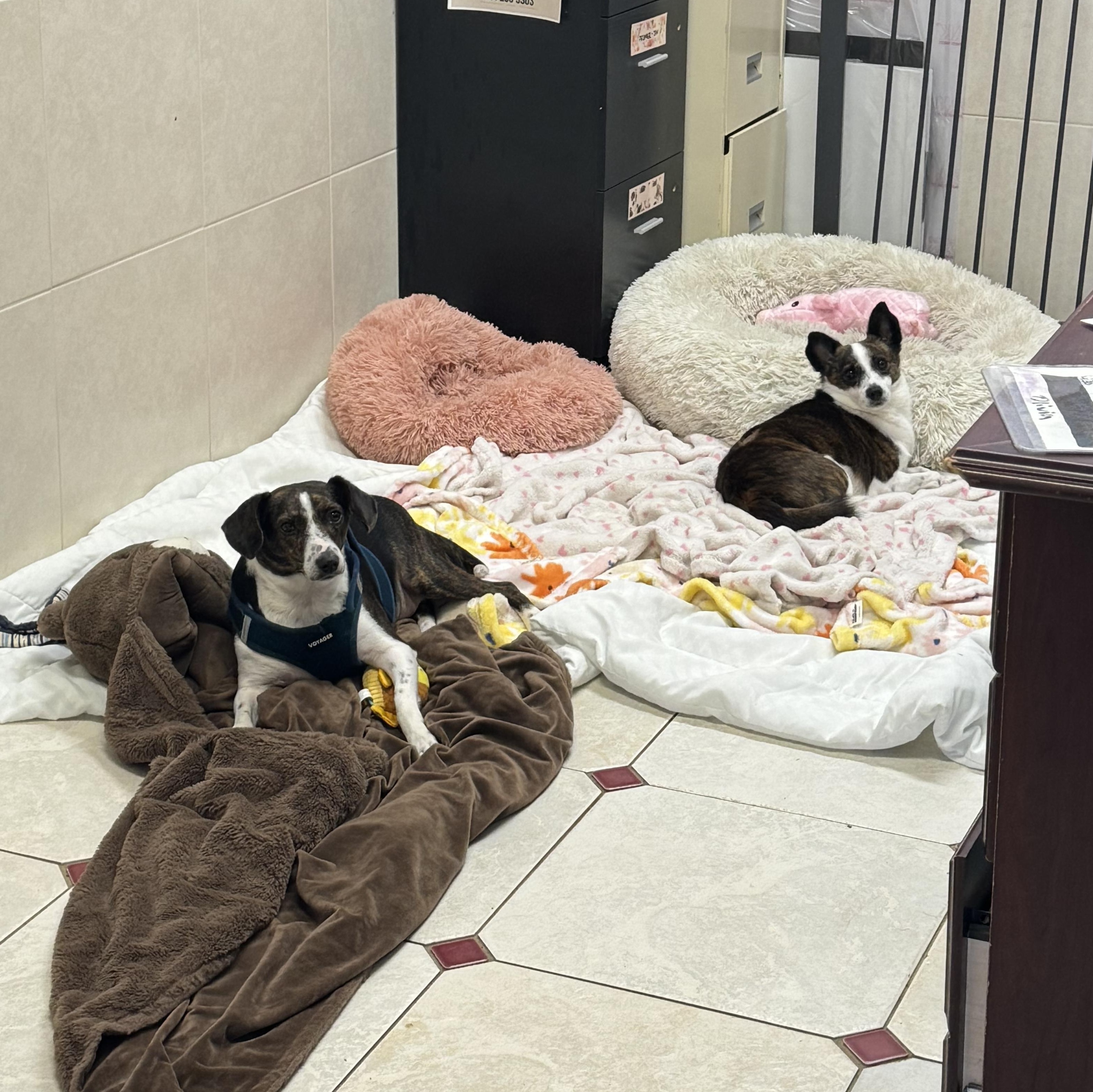 Enlarge Olivia 9241, an adoptable mixed breed in Boca Raton, FL image 3/3