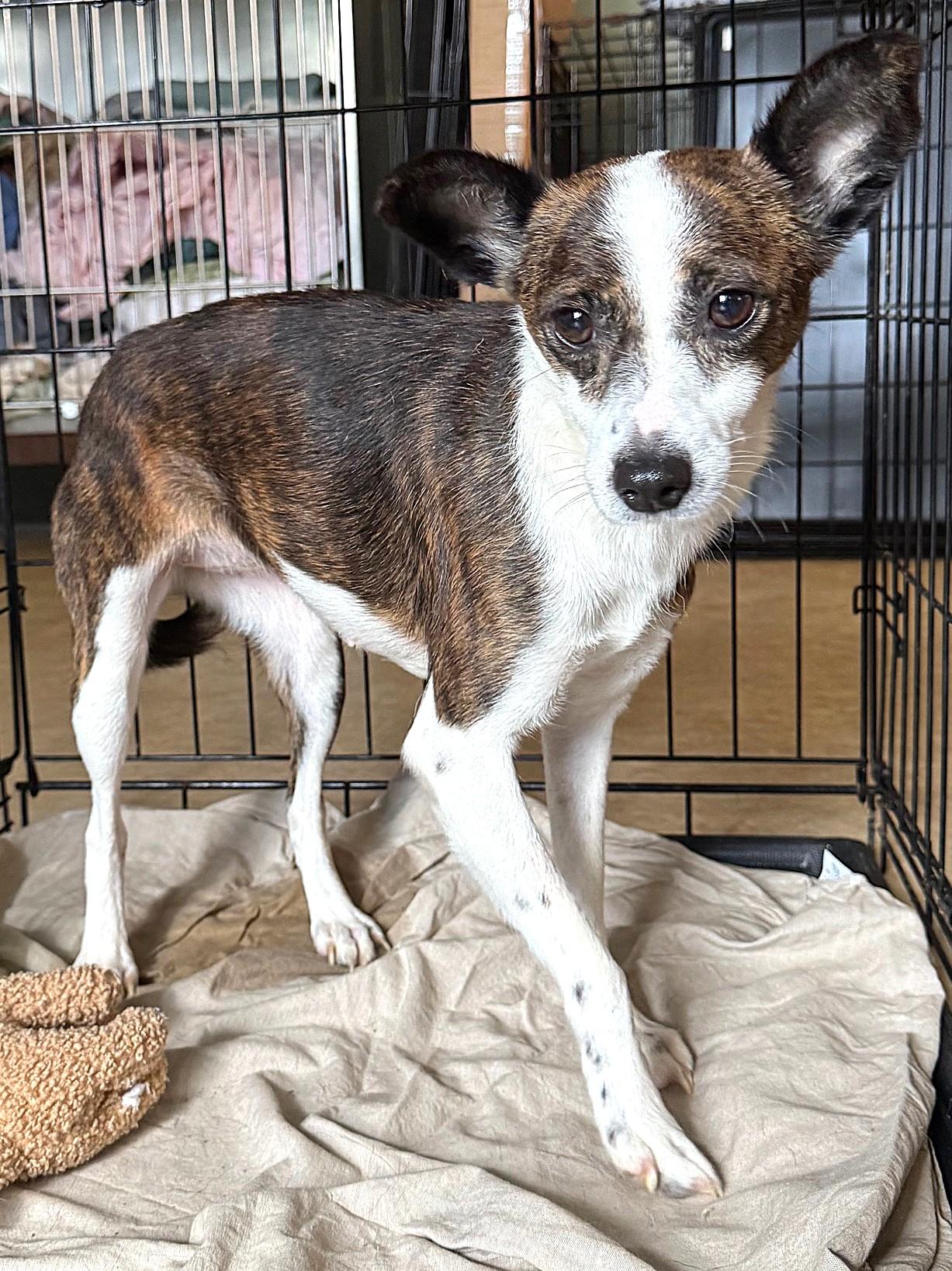 Olivia 9241, adoptable, Adult Female Chihuahua.