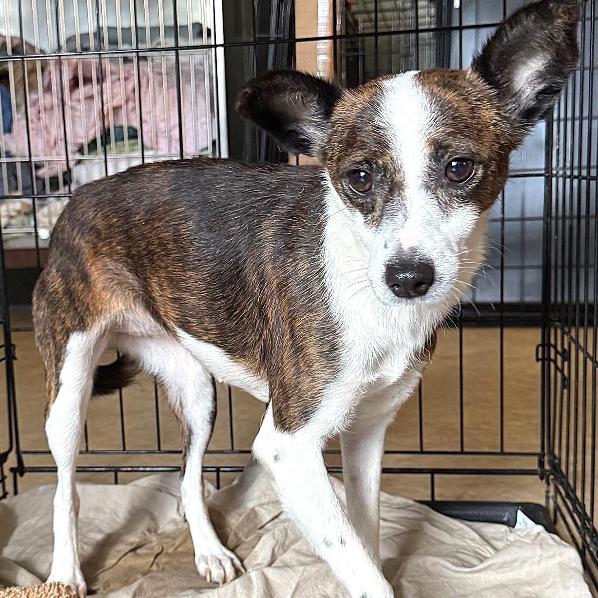 Enlarge Olivia 9241, an adoptable mixed breed in Boca Raton, FL image 2/3