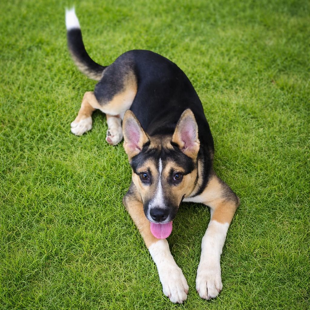 Enlarge Tango, a ADOPTABLE German Shepherd Dog in Placerville, CA image 3/5