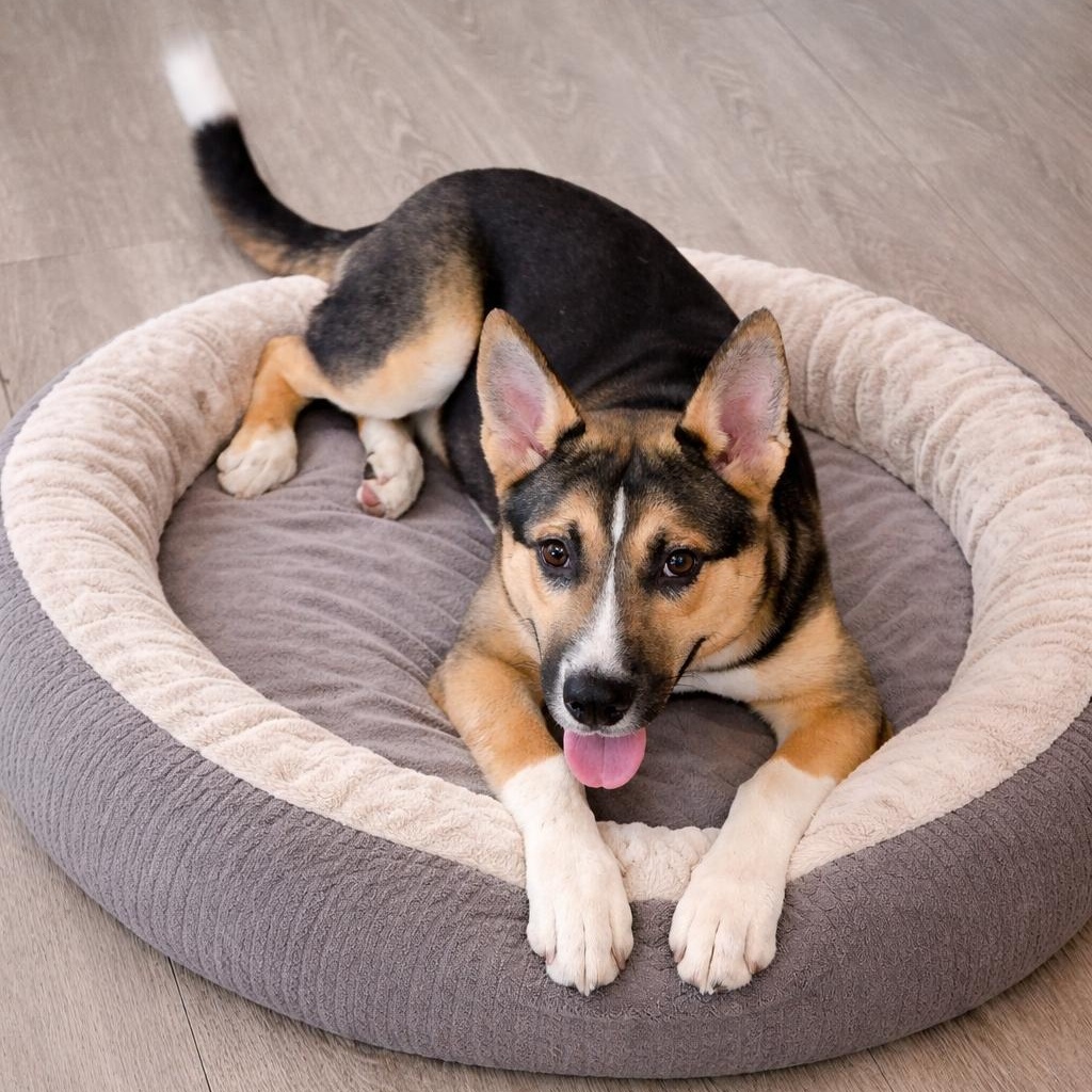 Enlarge Tango, a ADOPTABLE German Shepherd Dog in Placerville, CA image 4/5