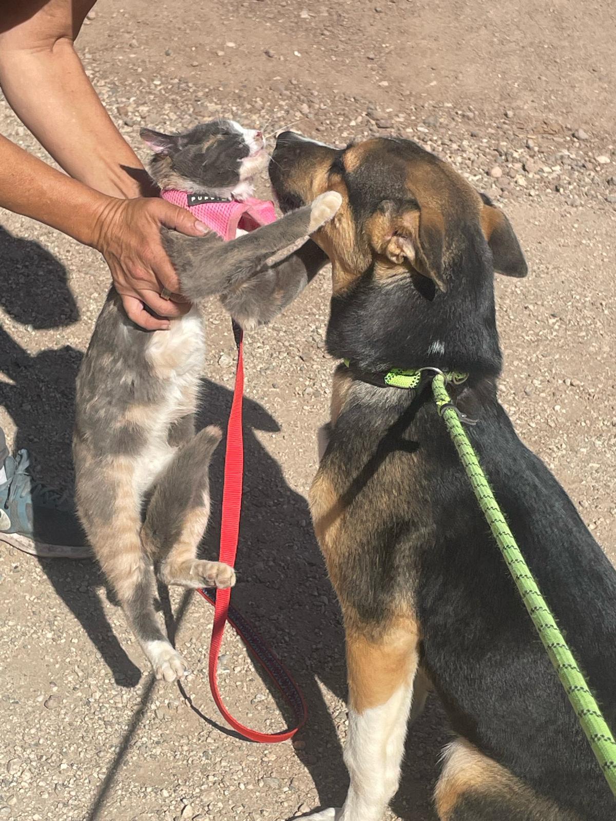 Enlarge Tango, a ADOPTABLE German Shepherd Dog in Placerville, CA image 5/5