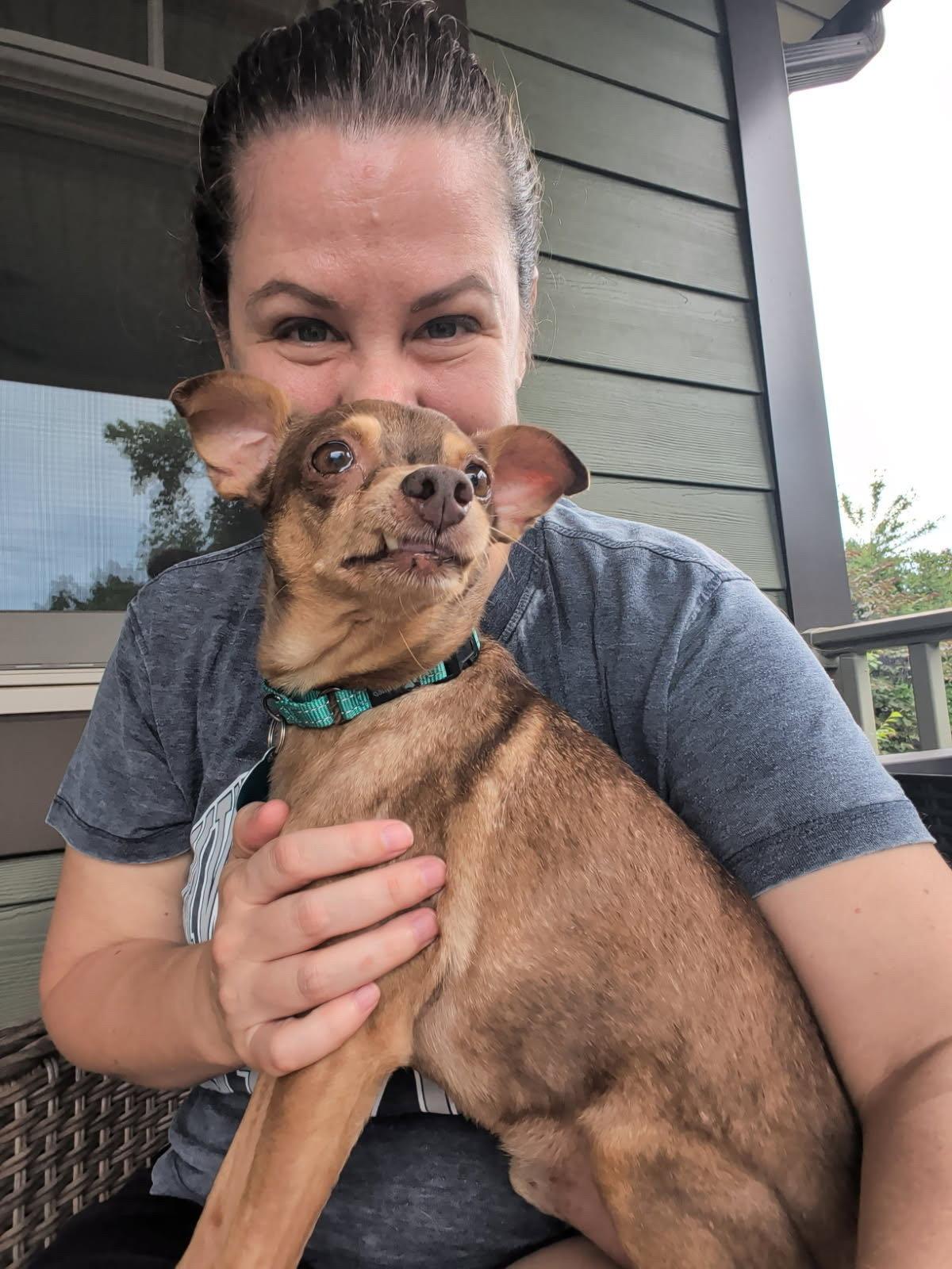 Otis, Adoptable, Young Male Chihuahua.