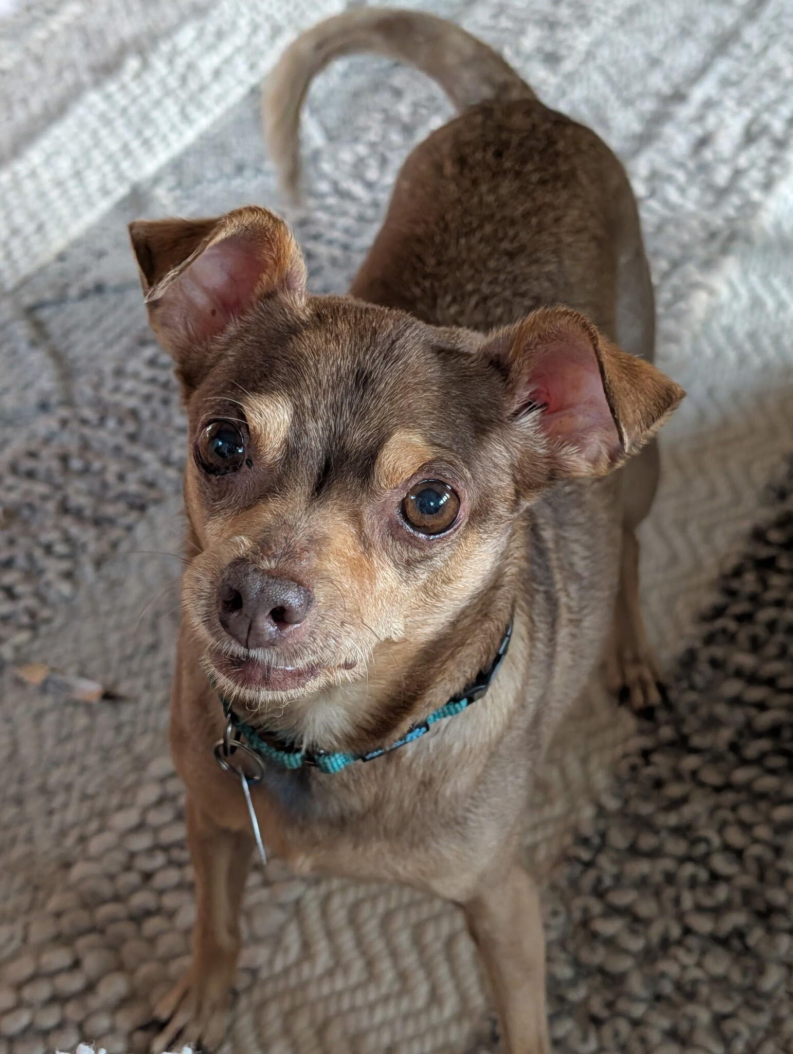 Enlarge Otis, a Adoptable mixed breed in Arlington, VA image 2/3