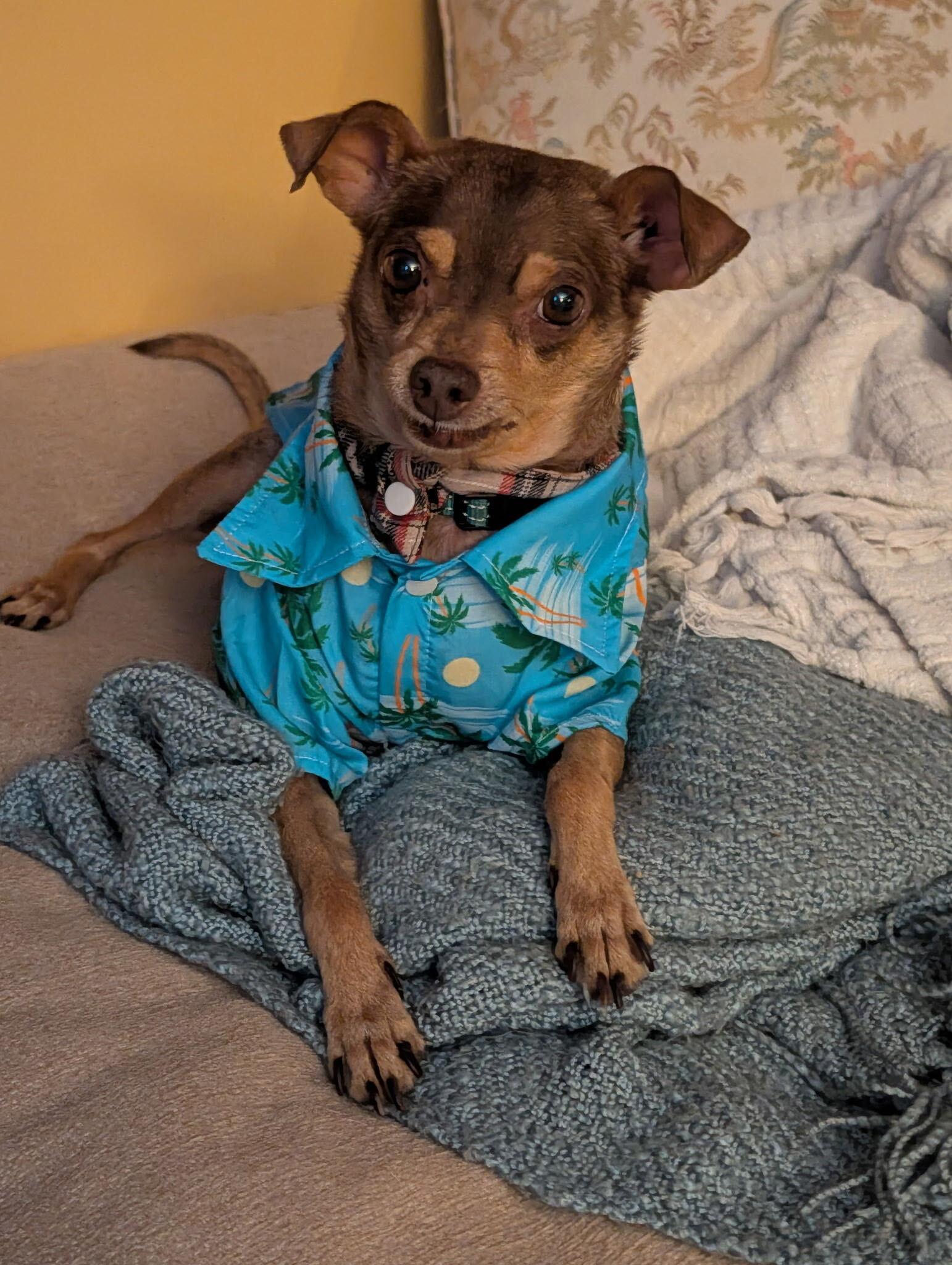 Enlarge Otis, a Adoptable mixed breed in Arlington, VA image 3/3