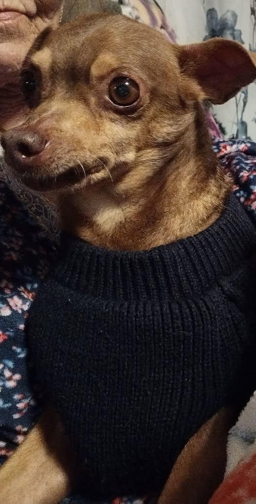 Otis, a Adoptable Chihuahua in Arlington, VA image 1/3
