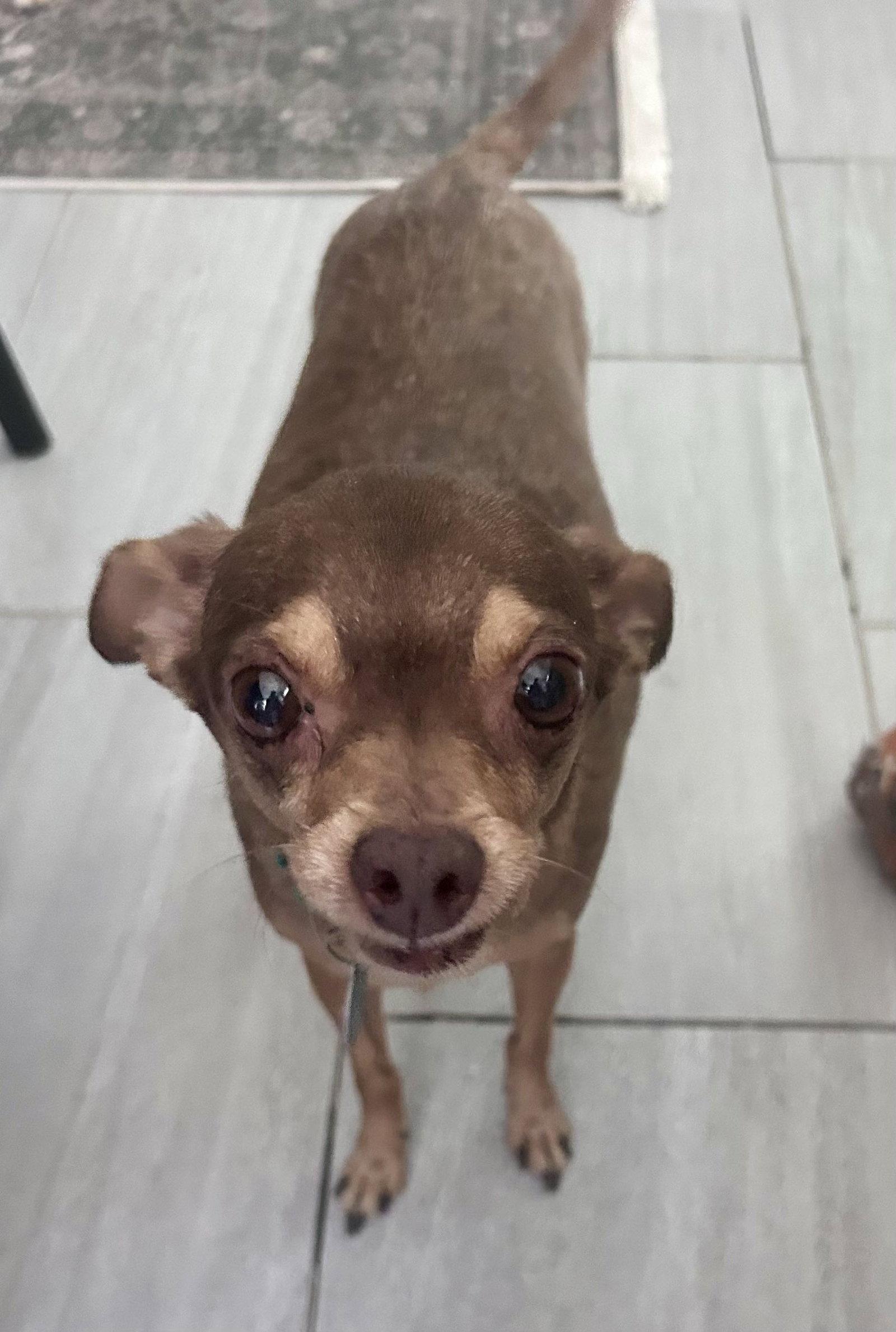 Enlarge Otis, a Adoptable Chihuahua in Arlington, VA image 2/3