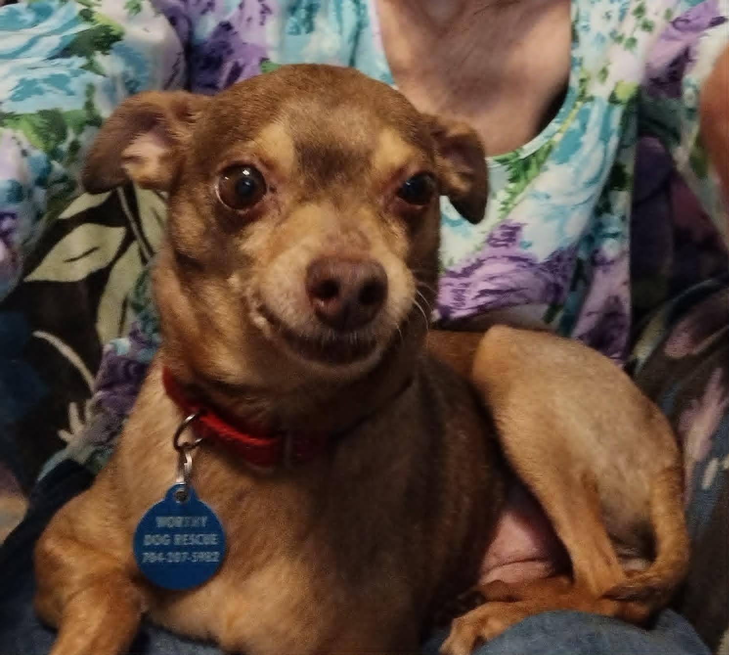 Otis, a Adoptable Chihuahua in Arlington, VA image 2/3