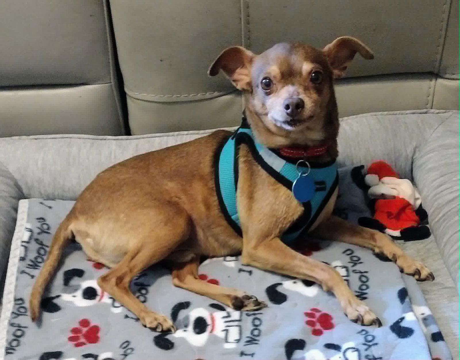 Otis, a Adoptable Chihuahua in Arlington, VA image 3/3