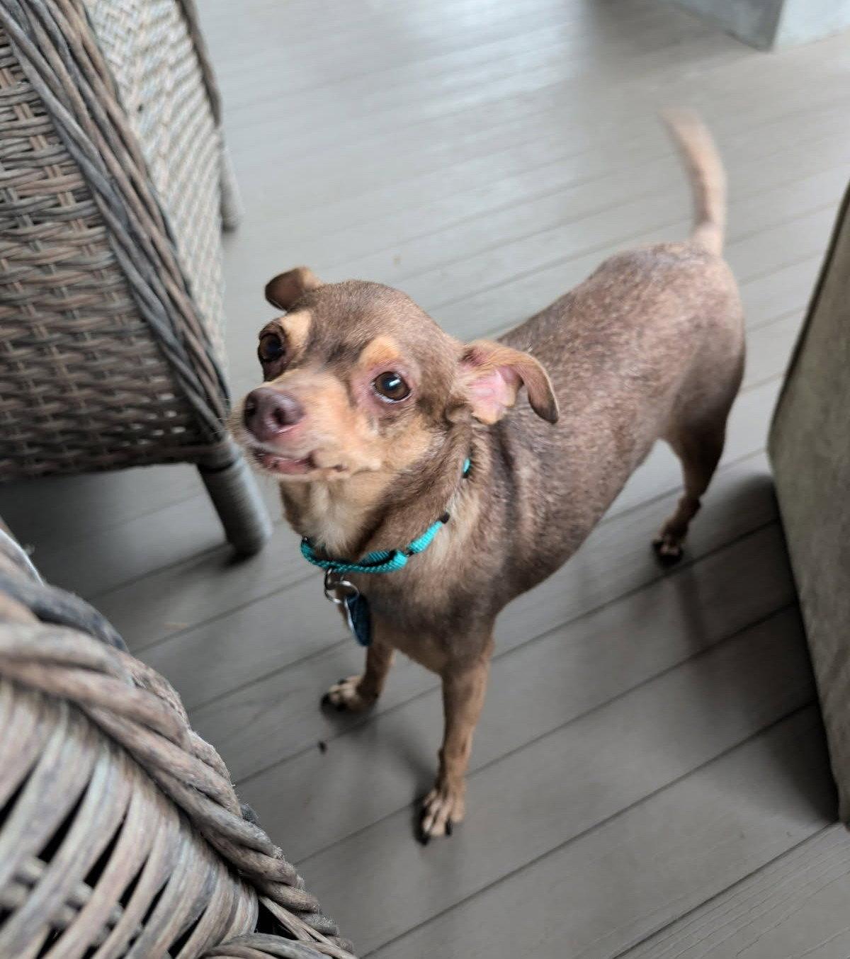 Enlarge Otis, a Adoptable Chihuahua in Arlington, VA image 3/3