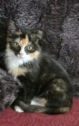 Biscuit, adopted, Young Female Tortoiseshell.