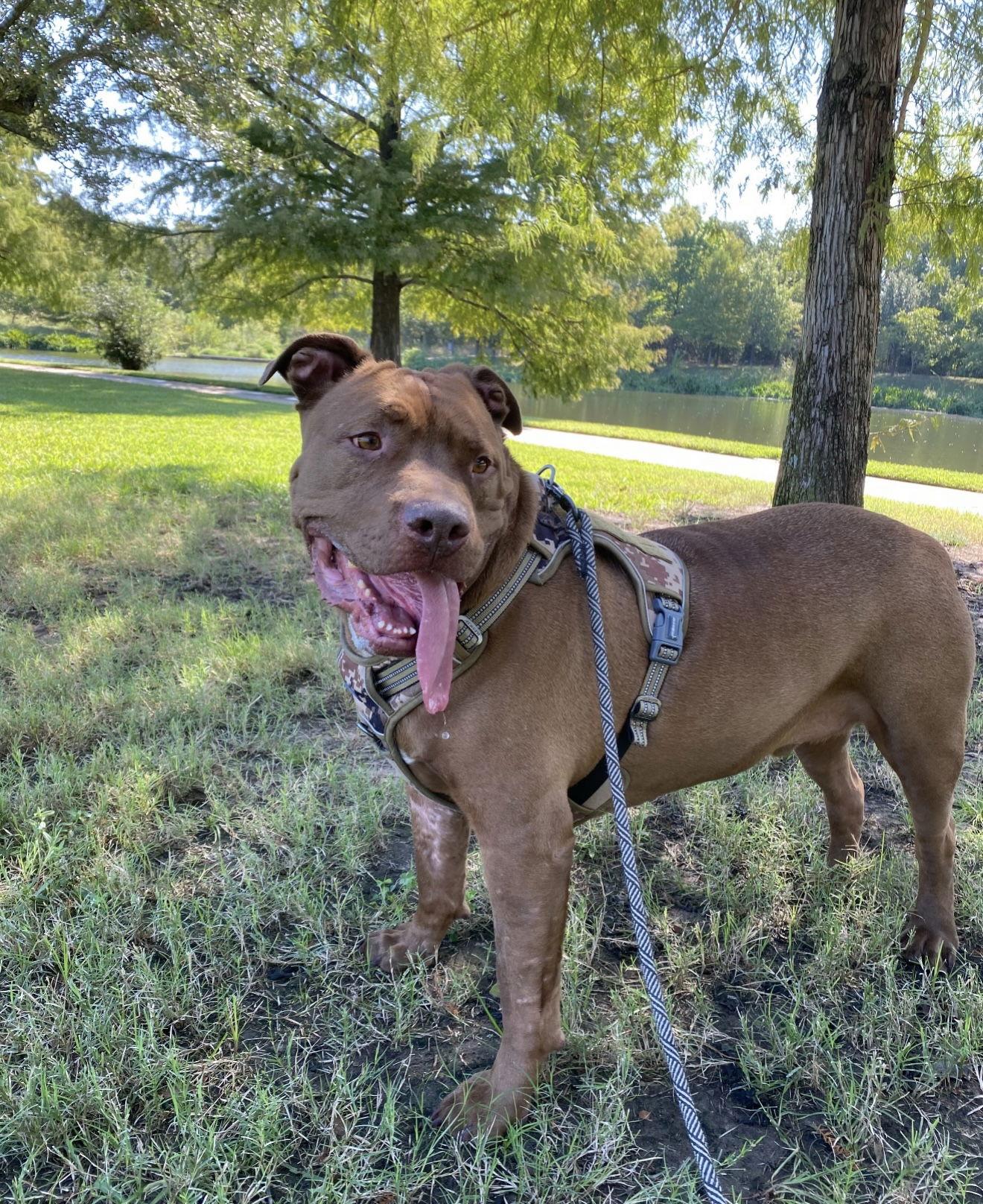 Tank, Adoptable, Adult Male Mastiff & Terrier.