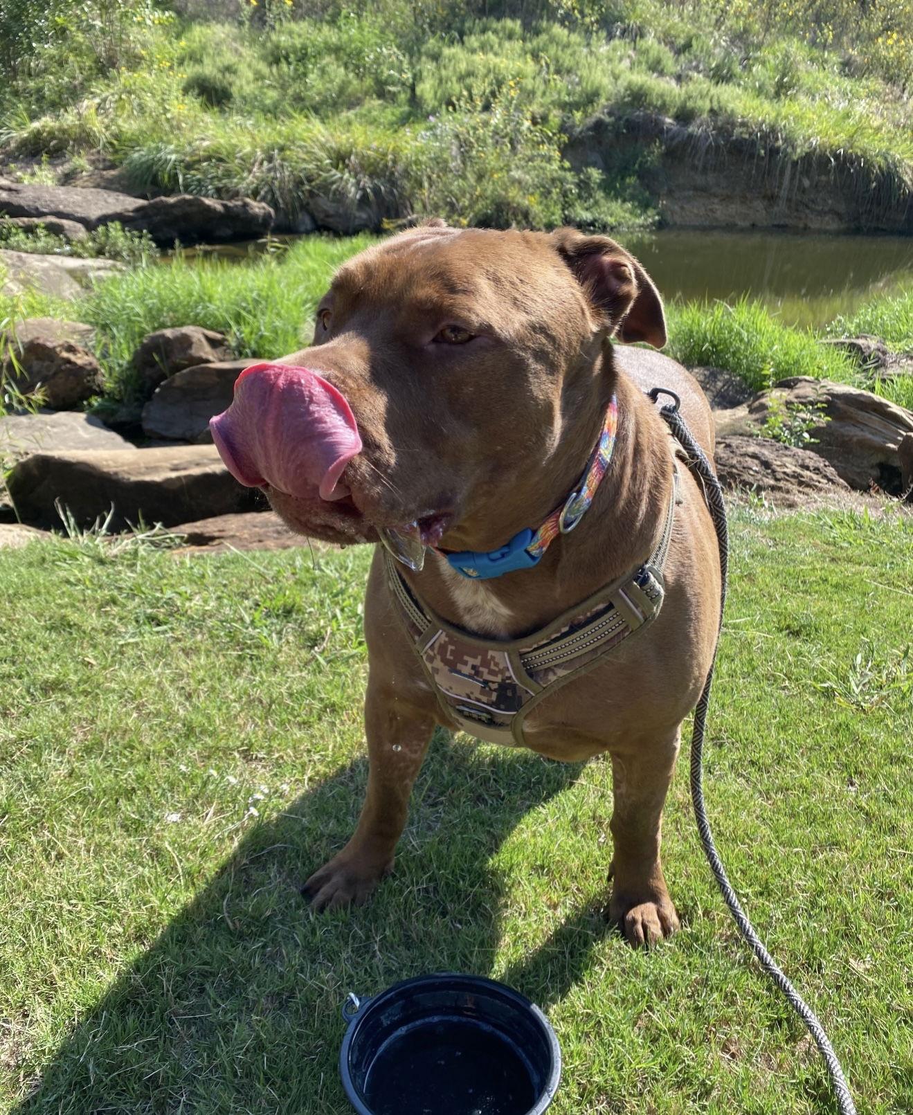 Enlarge Tank, a Adoptable mixed breed in Euless, TX image 3/3