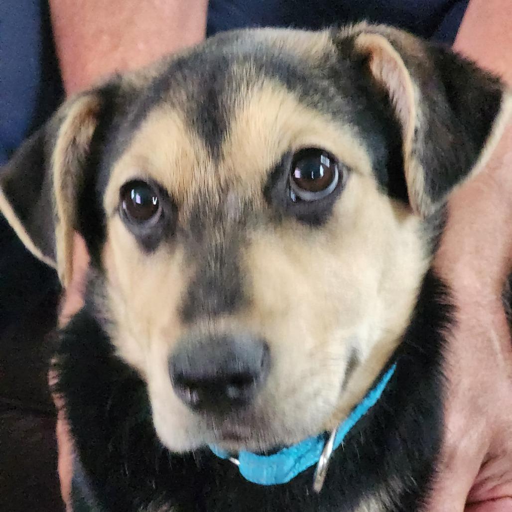 Enlarge Billie, a Adoptable mixed breed in Myrtle Beach, SC image 1/1