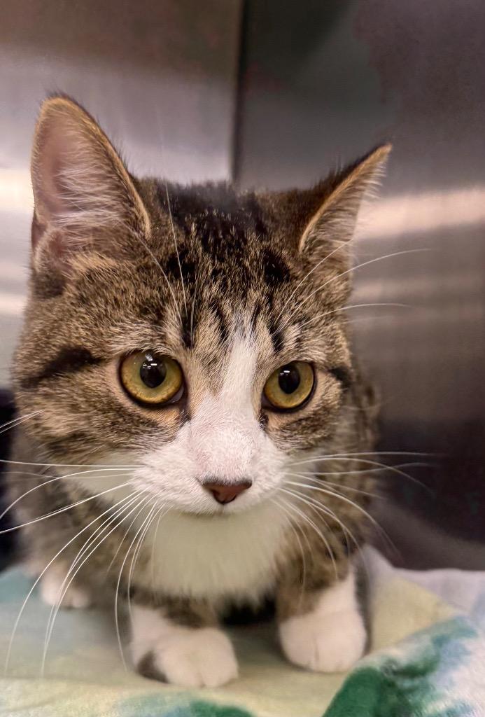 Enlarge Sushi, a Adoptable mixed breed in La Porte, IN image 1/1