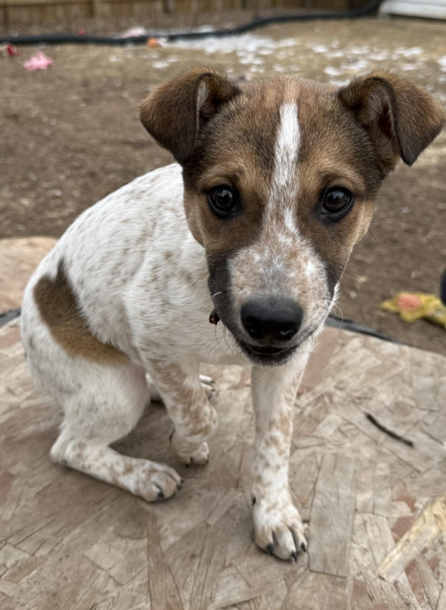 Enlarge Sydney , an adoption pending mixed breed in North Freedom, WI image 3/3